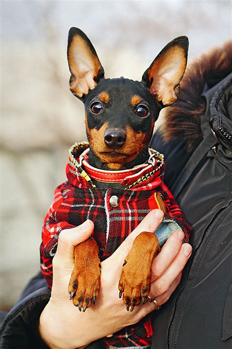 Shop the Best Miniature Pinscher Clothes Online - Stylish and Affordable